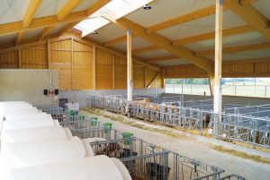 Kälberstall mit Strohboxen und Kälberbuchten