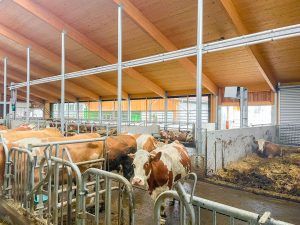 Fressliegehalle mit Jungviehseite