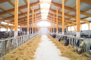 Mutterkuhhaltung auf Stroh