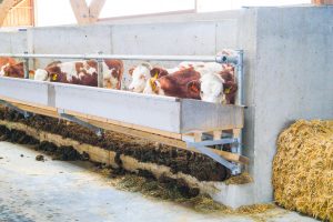 Tretmiststall zur Rindermast mit Futterbarren