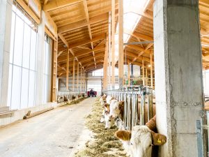 Umbau und Anbau an einen bestehenden Milchviehstall von landplan.bayern